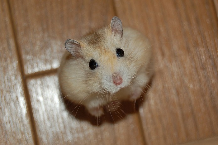 http://zhuchkovs.com/images/ifwiki_hamster.jpg